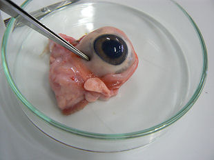 �؂̊ዅ�̉�U�����@�����̊m�F