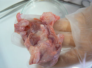 �؂̊ዅ�̉�U�����@���_�o