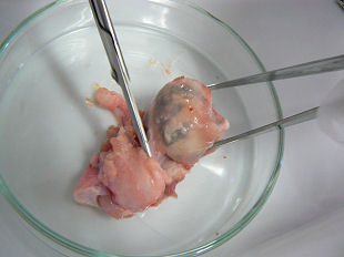 �؂̊ዅ�̉�U�����@���Ђ̐ؒf