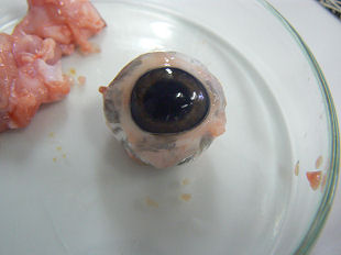 �؂̊ዅ�̉�U�����@���E�Ɠ���