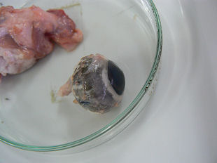 �؂̊ዅ�̉�U�����@�����̗l�q