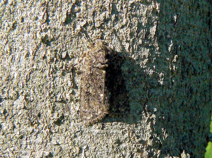 ��H�r�I�g�[�v�̃��g�E�K