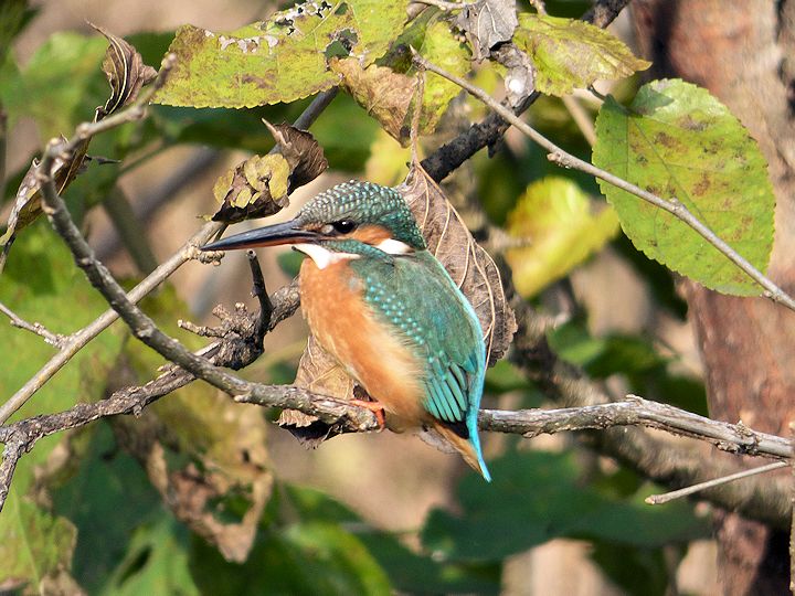 浅羽ビオトープのカワセミ