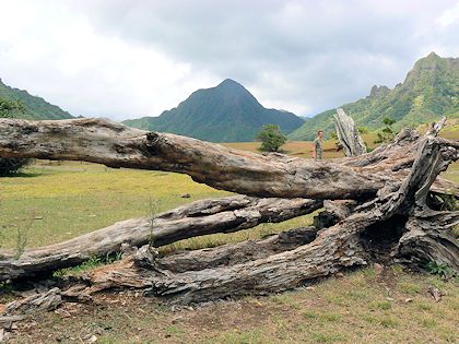 �N�A���q��