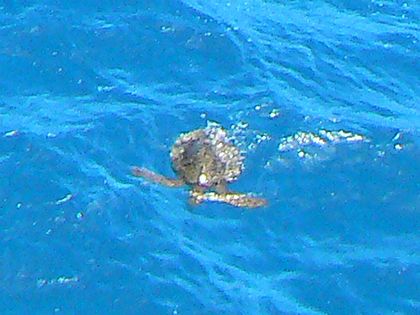 �}�J�v�E�����猩�����E�~�K��