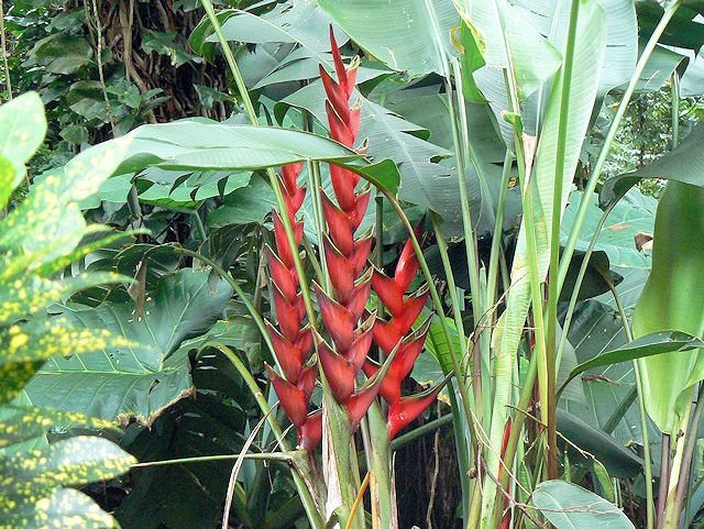 �}�m�A�t�H�[���Ɍ������r���̓��[�ɍ炢�Ă���ԁX