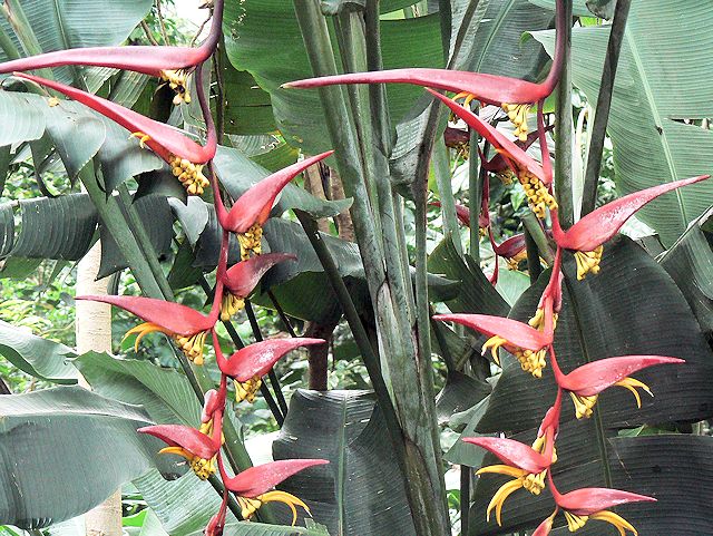 �}�m�A�t�H�[���Ɍ������r���̓��[�ɍ炢�Ă���ԁX