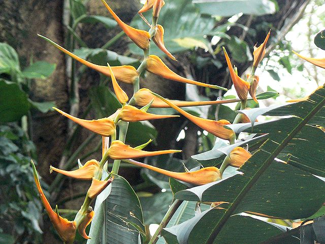 �}�m�A�t�H�[���Ɍ������r���̓��[�ɍ炢�Ă���ԁX