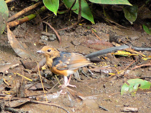 �n�C�L���O���H�r���̓��΂��Ō��������쒹