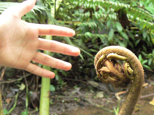 �}�m�A�t�H�[���@�̓L���O���H�r���̃V�_�A��