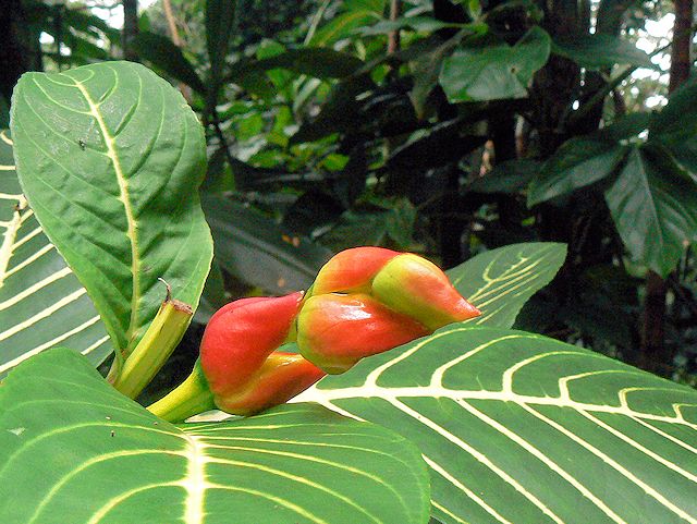 �}�m�A�t�H�[���@�n�C�L���O���H�r���̉�