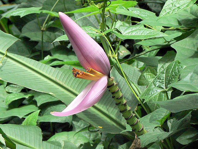 �}�m�A�t�H�[���@�n�C�L���O���H�r���̉�