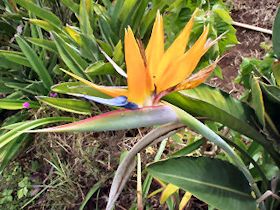 ����ȉԂ��炫����Ă��܂�