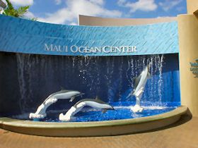 �}�E�C�E�I�[�V�����Z���^�[