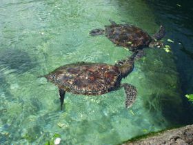 �}�E�C�E�I�[�V�����Z���^�[�̃E�~�K��