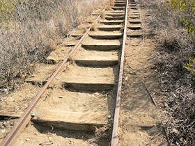 �R�R�E�N���[�^�[�@�n�C�L���O�@���؂̊K�i