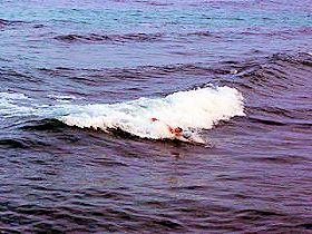 �N�q�I�r�[�`�̃{�f�B�T�[�t�@�[