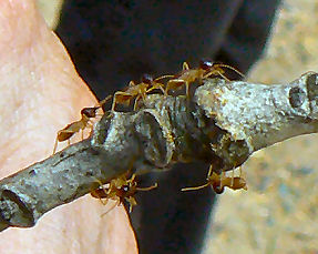 ���H�����a�˂̃A��