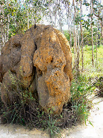 �����Q�����炢�̋���a��