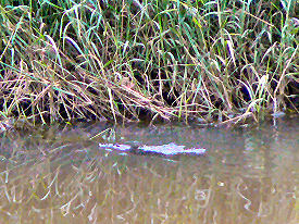 �悤�₭�������J���m�n�V