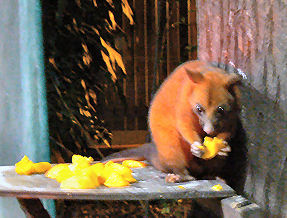 ���炵���|�b�T��