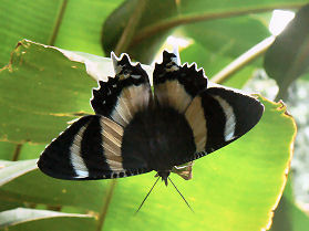 �A�����Ō���������