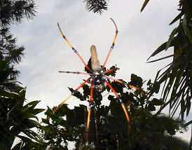 �A�����ɂ����������w�