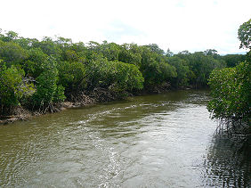 �}���O���[�u�̗т̒���i�ރN���[�Y�D