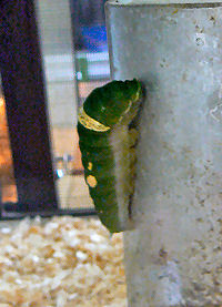 �����V�X�i�I�I�����A�Q�n�j�̗c��