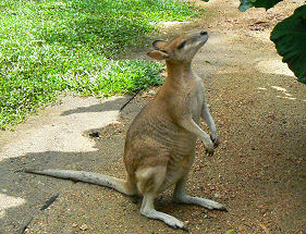 �g���s�J���Y�[�̃����r�[