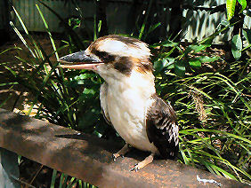 �g���s�J���Y�[�̃����C�J���Z�~