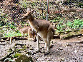 �I�[�X�g�����A���\����J���K���[