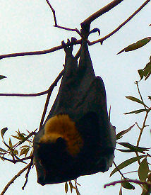 �P�A���Y�}���ً߂��ɂ���I�I�R�E�����i�t���[�c�o�b�g�j