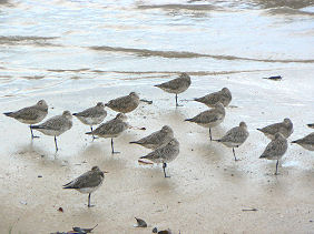 �P�A���Y�̃r�[�`�ɂ����쐶�̃V�M