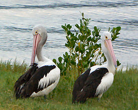 �P�A���Y�̃r�[�`�ɂ����쐶�̃y���J��