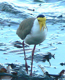 �P�A���Y�̃r�[�`�ł悭��������T�M�̒���