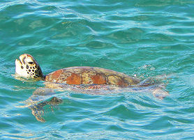 �O���[�����̎V���ŏo�������Ă��ꂽ�E�~�K��