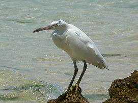 �O���[�����̊C�ӂŌ������̒���