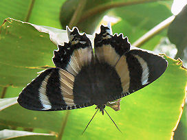 �P�A���Y�E�{�^�j�b�N�K�[�f���Ō���������