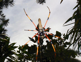 �P�A���Y�x�O�̃{�^�j�b�N�K�[�f���Ō������w�