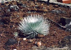 �}�E�C���̃V���o�[�\�[�h