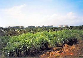 �J�A�i�p���̃z�e���Q