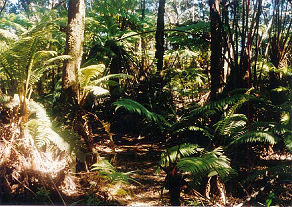 �n��g���l���Ɏ��铹�΂��̃W�����O���H