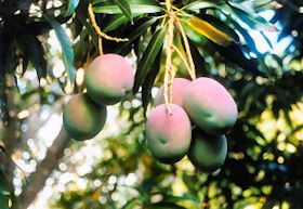 ��ɂȂ��Ă���}���S�[